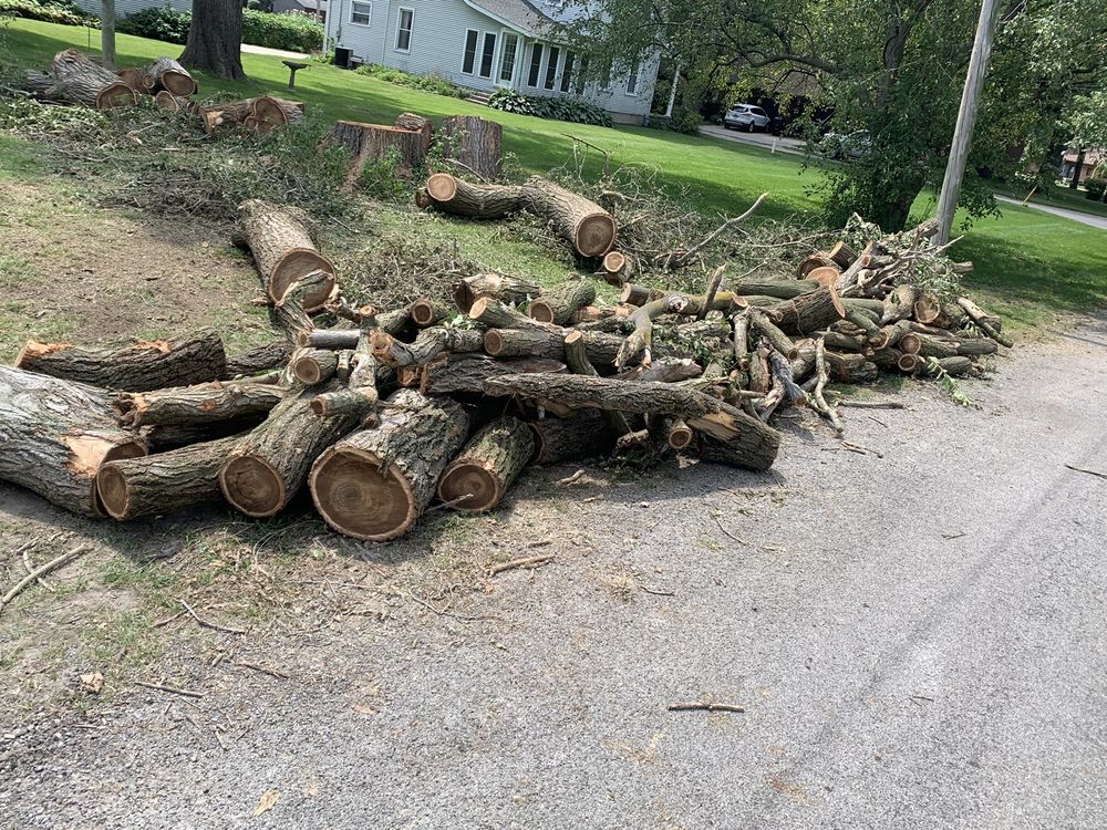 Photo of Mad About Trees