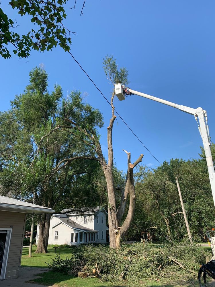 Photo of Mad About Trees