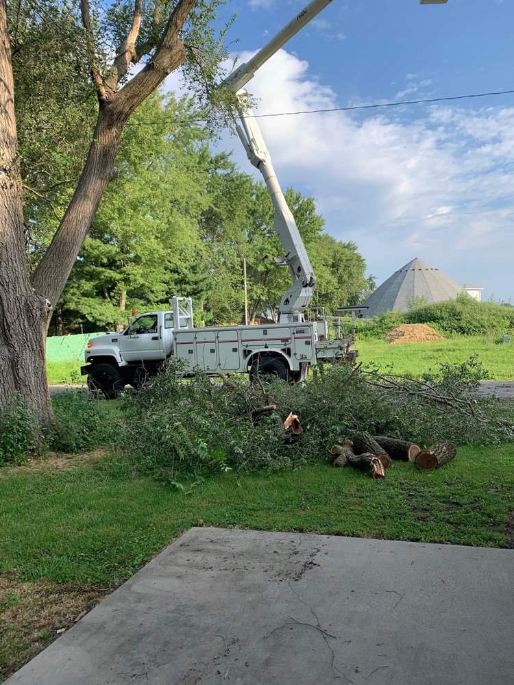 Photo of Mad About Trees