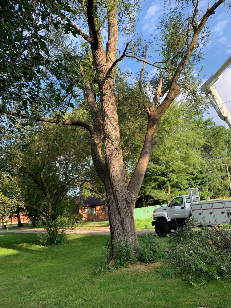 Photo of Mad About Trees