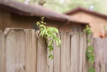Photo of Austin Fence & Deck Builders - Installation & Replacement