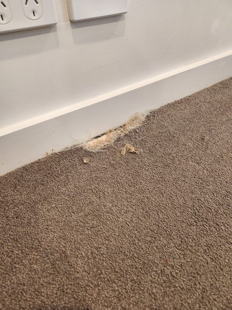 Photo of Carpet Care and Repair