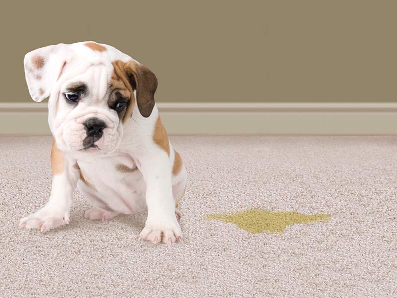 Photo of Carpet Cleaning Of Burleson