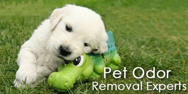 Photo of Carpet Cleaning Of Burleson