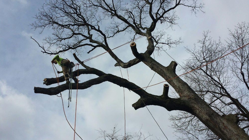 Photo of Primetime Tree & Landscape Services