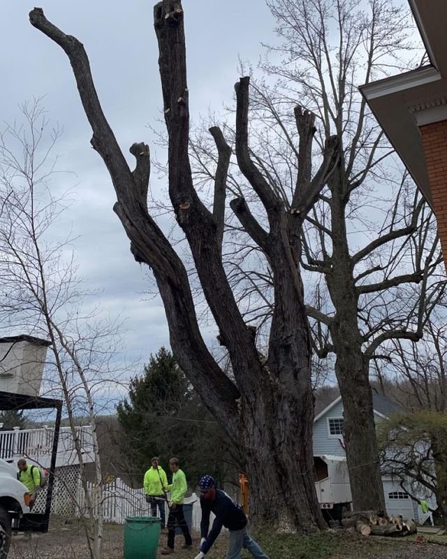 Photo of Primetime Tree & Landscape Services
