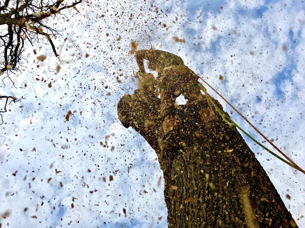 Photo of Primetime Tree & Landscape Services