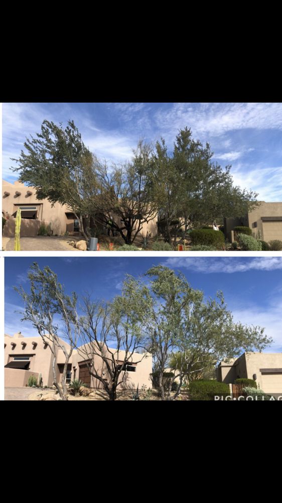 Photo of AZ Desert Tree Care