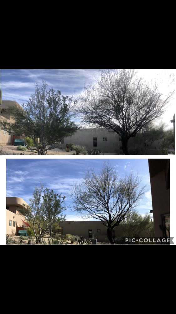 Photo of AZ Desert Tree Care