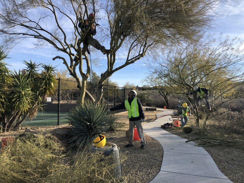 Photo of AZ Desert Tree Care