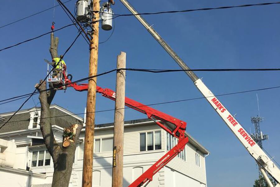 Photo of Marks Tree Trim & Removal