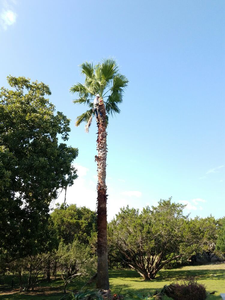 Photo of The Tree Guys