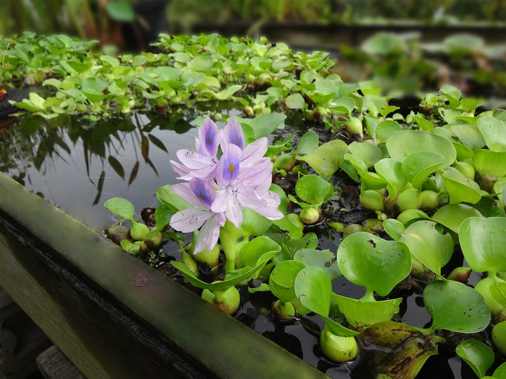 Photo of Hemphill's Pond & Garden Center