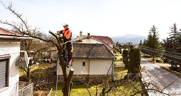 Photo of AAA Tree Experts
