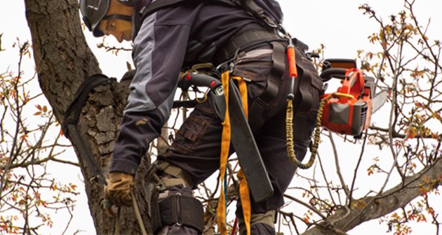 Photo of AAA Tree Experts