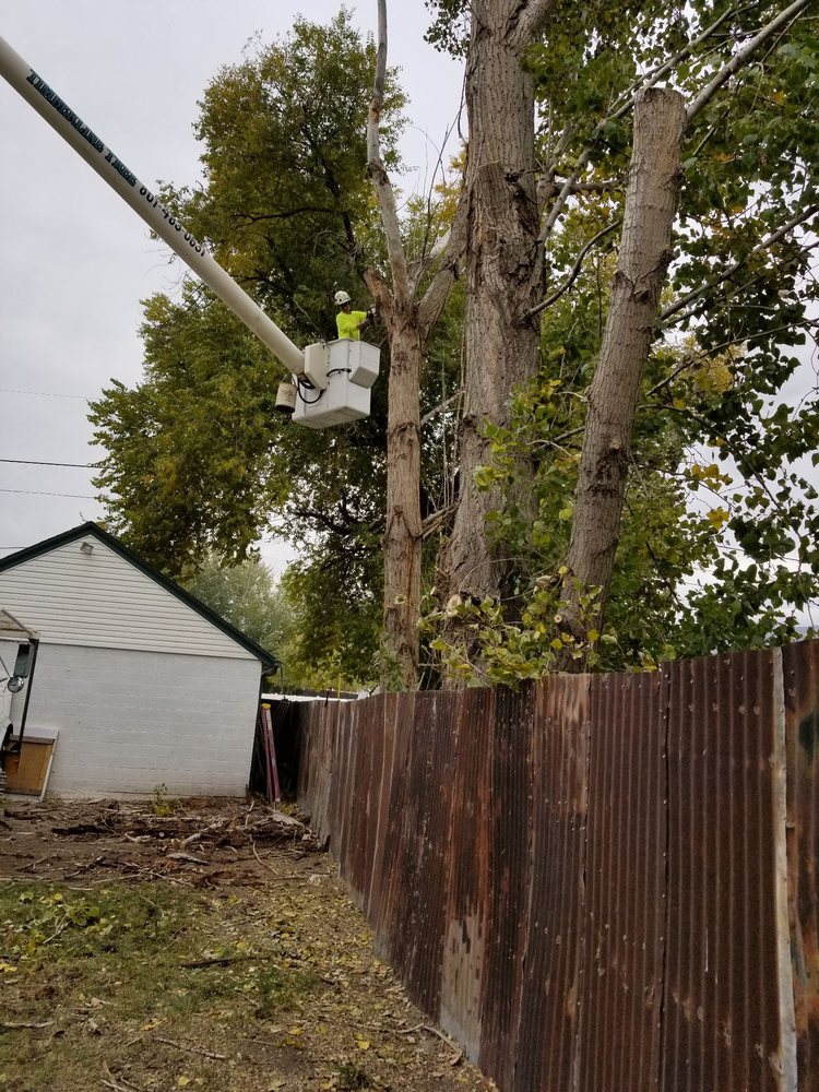Photo of Timberline Tree & Landscaping