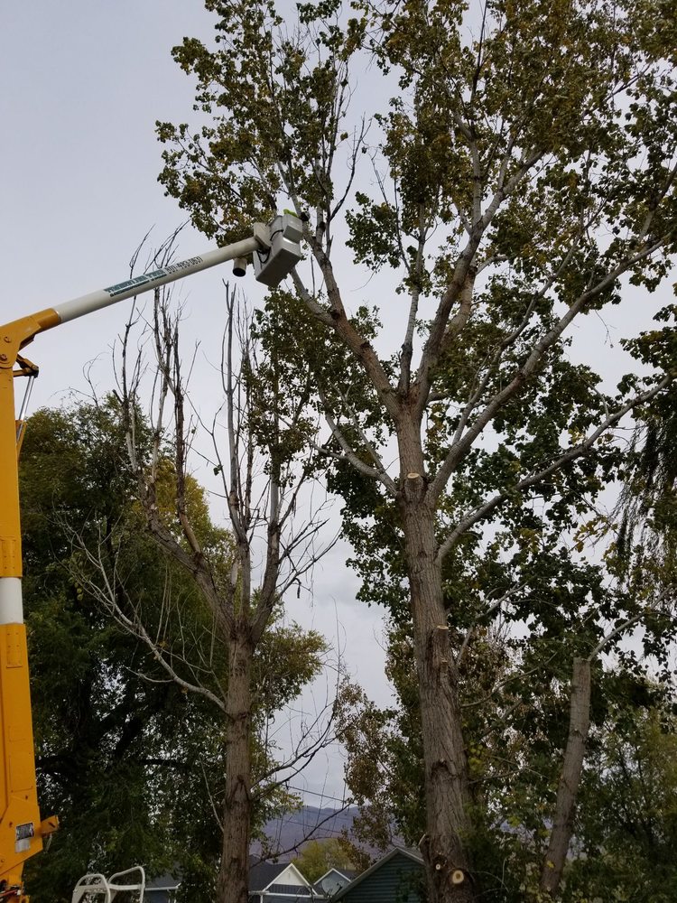 Photo of Timberline Tree & Landscaping