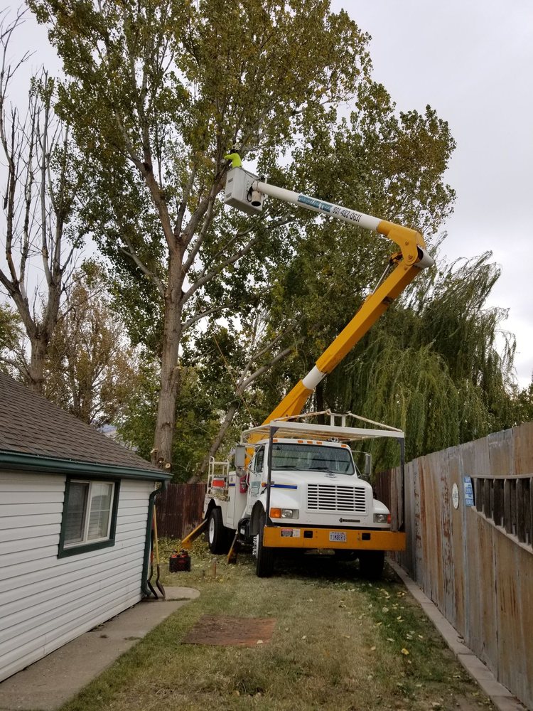Photo of Timberline Tree & Landscaping