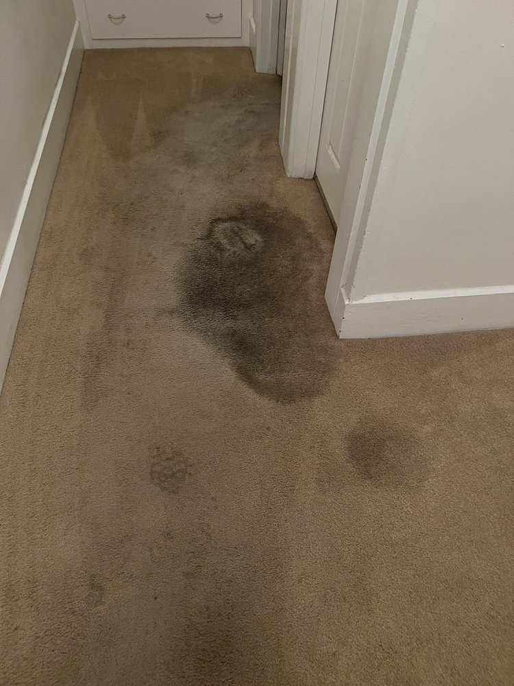Photo of Trojan Carpet Care