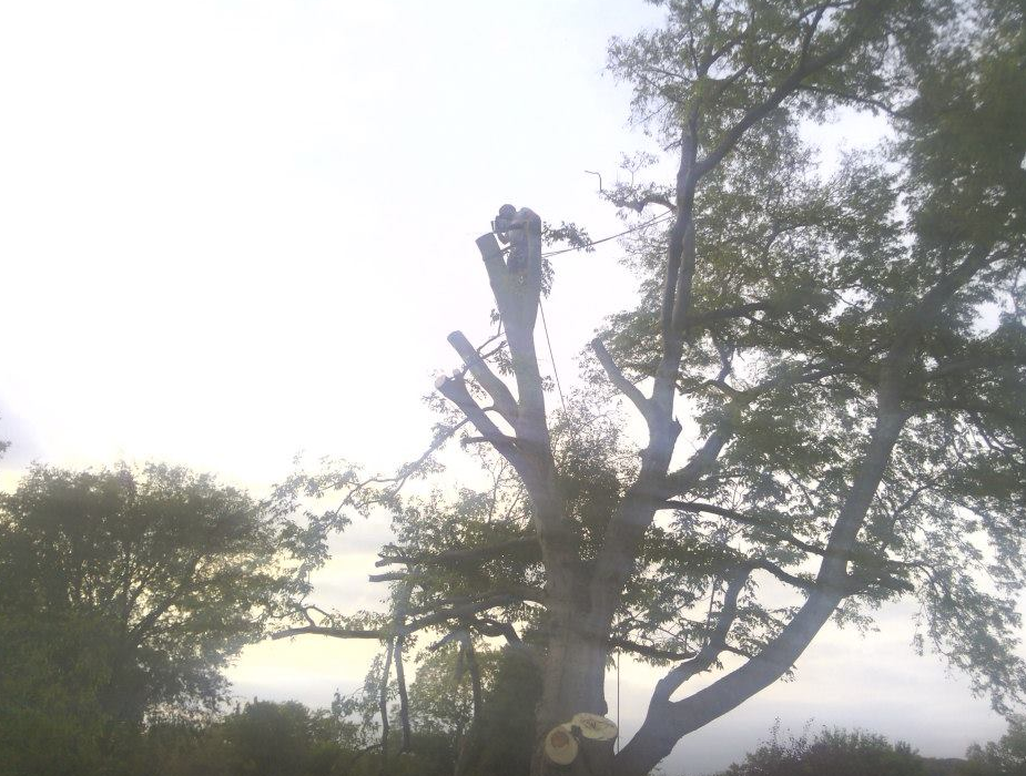 Photo of AB American Tree Services