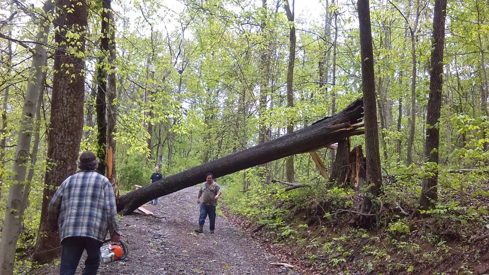 Photo of AB American Tree Services