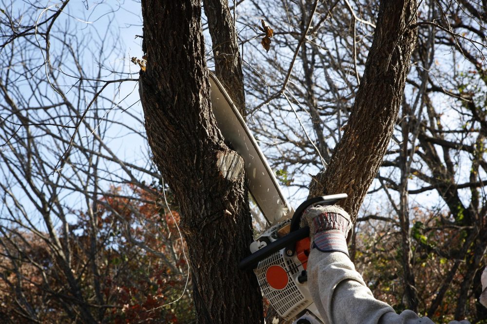 Photo of AB American Tree Services