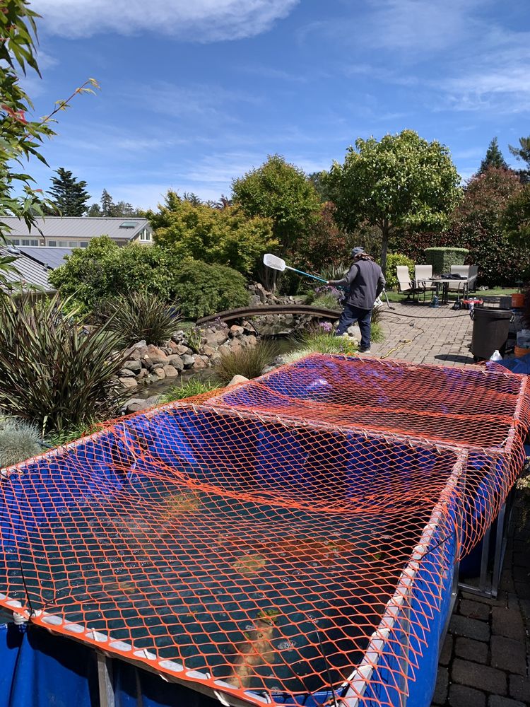 Photo of Bay Area Koi Ponds
