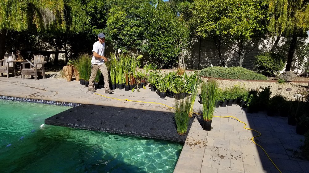 Photo of Bay Area Koi Ponds