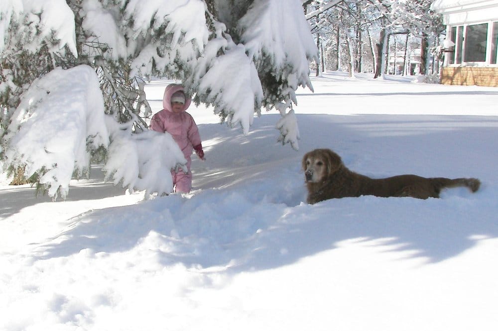 Photo of C No Pet Fence