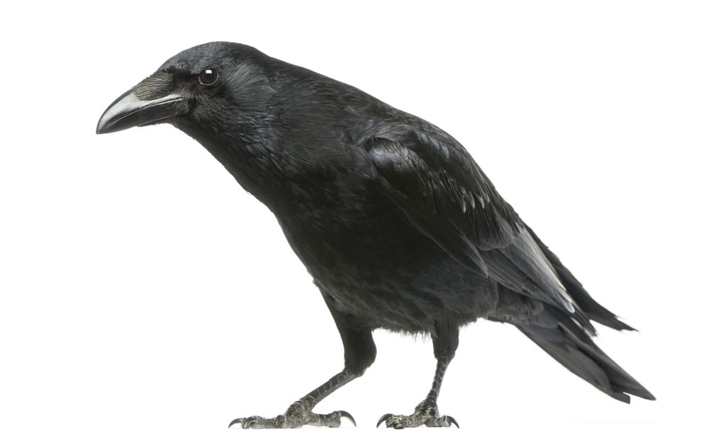 Photo of Black Raven Media