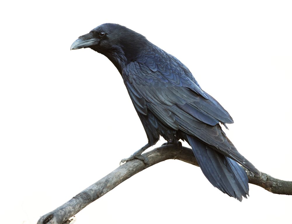 Photo of Black Raven Media