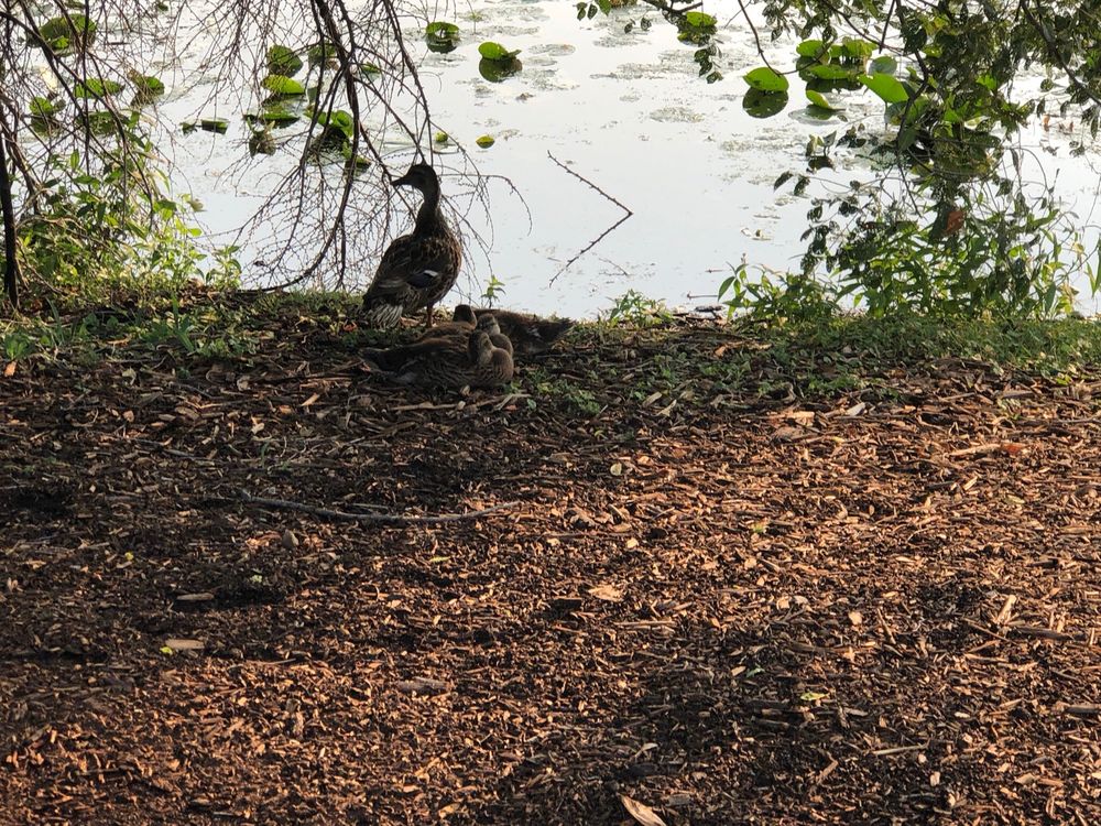 Photo of Lake Katherine Nature Center & Botanic Gardens