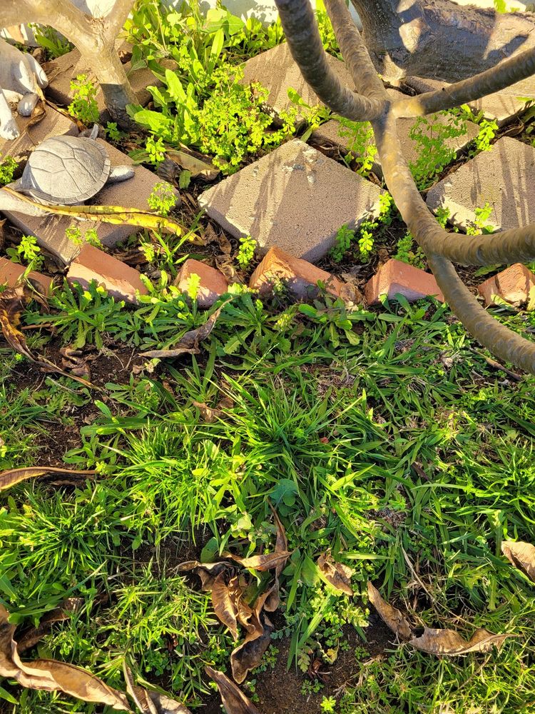 Photo of San Diego Lawns & Turf Company