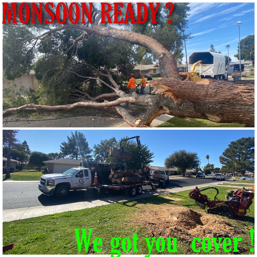Photo of AZ Tree and Hardscape
