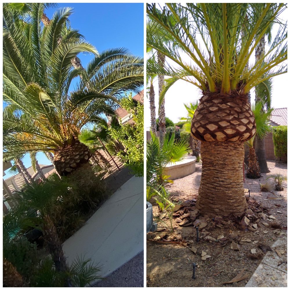 Photo of AZ Tree and Hardscape