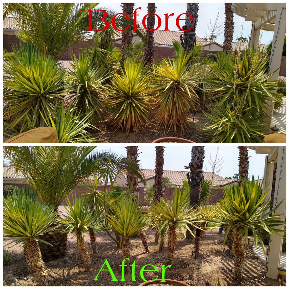 Photo of AZ Tree and Hardscape