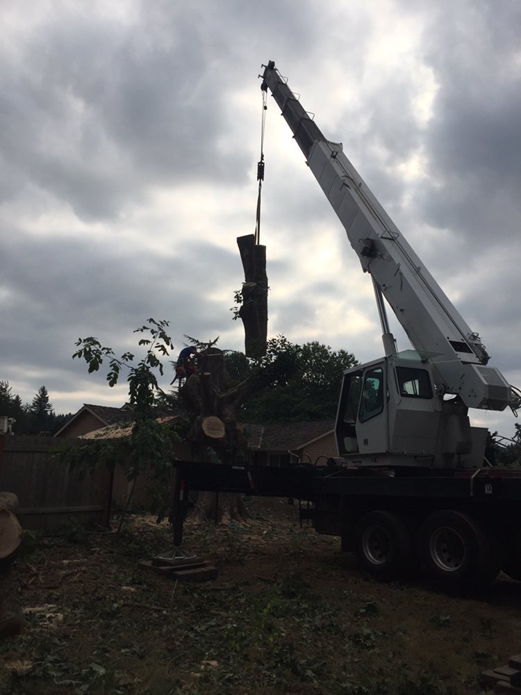 Photo of Quality Tree Service