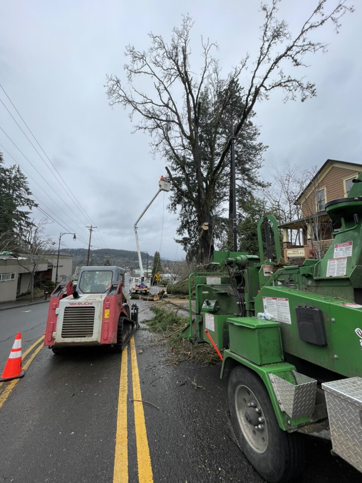 Photo of Quality Tree Service