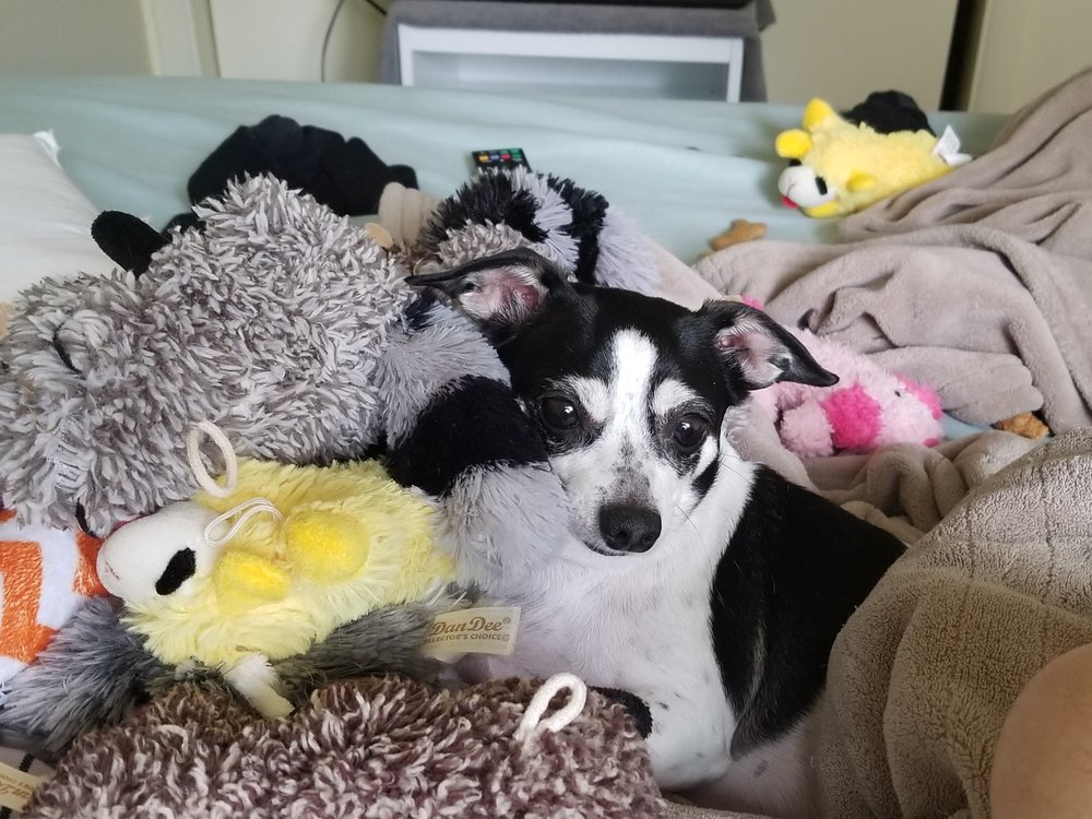 Photo of MOP&GO