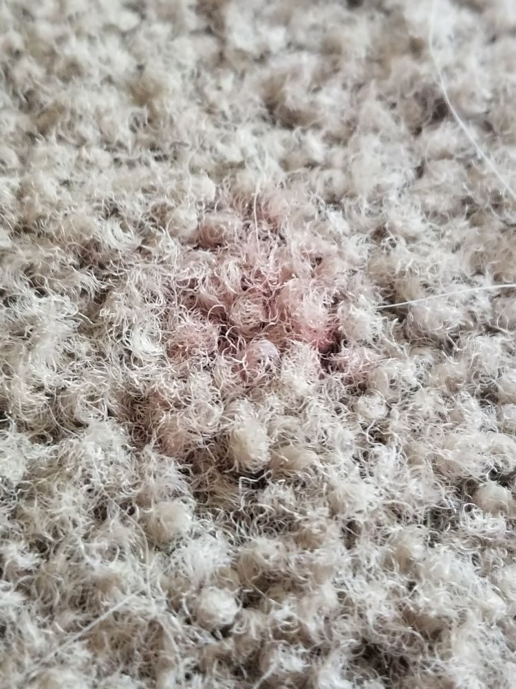 Photo of Earley's Carpet Cleaning