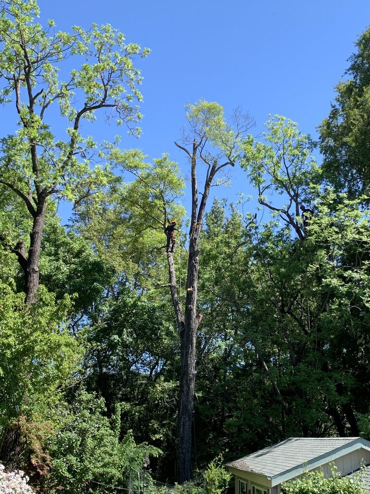 Photo of All Seasons Tree Care