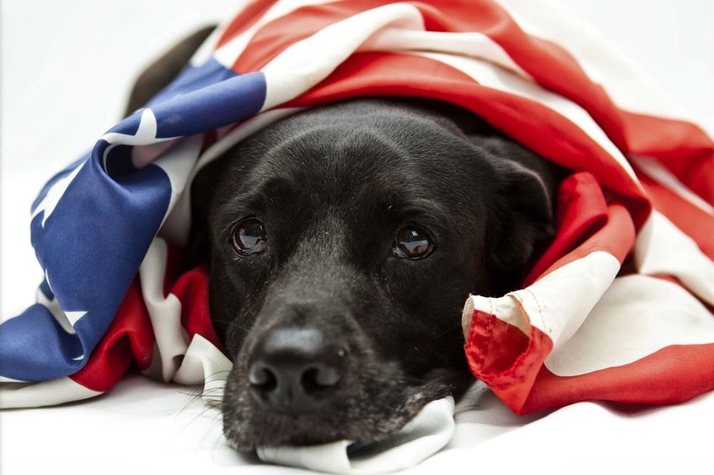 Photo of Dog Guard of Memphis
