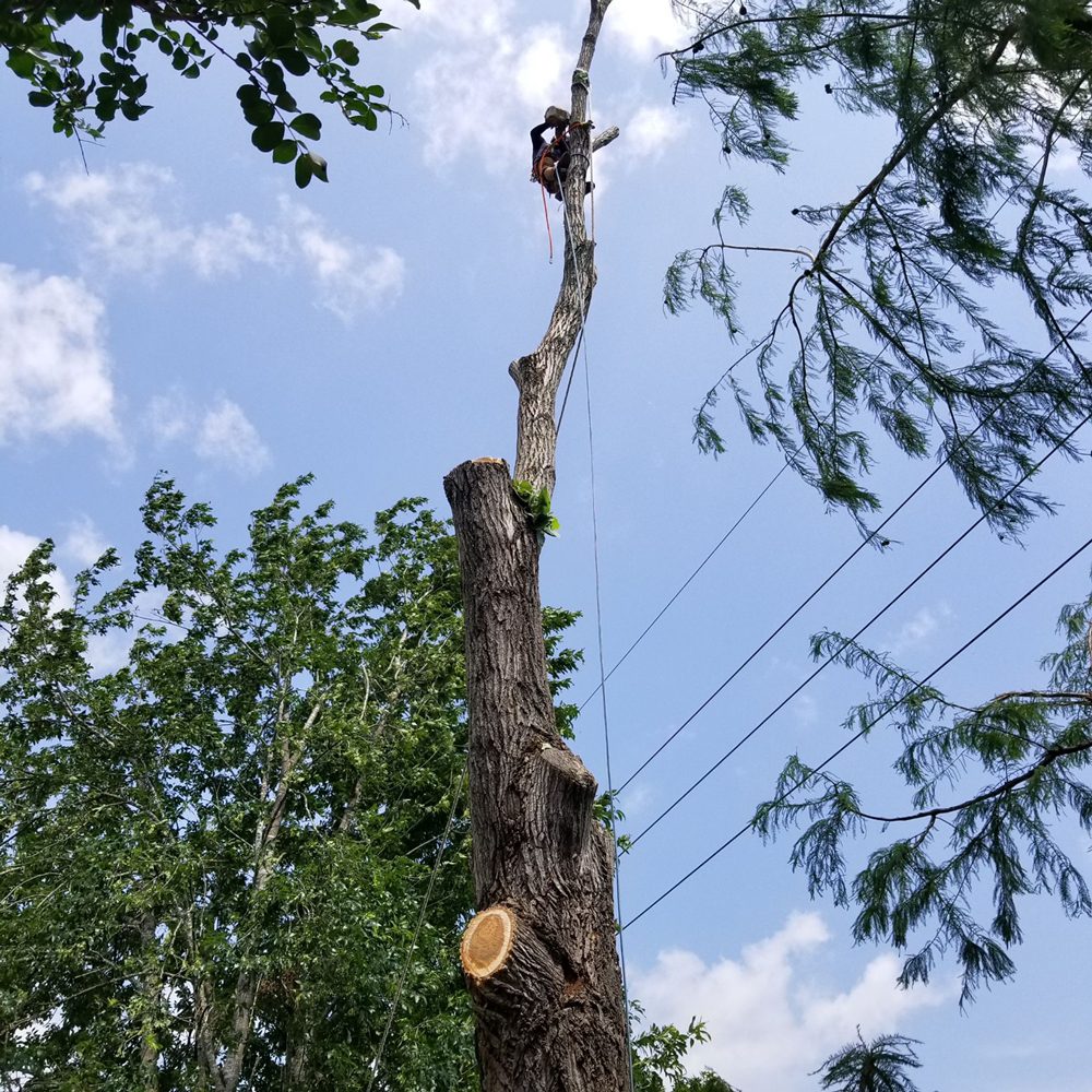 Photo of On Point Tree Service