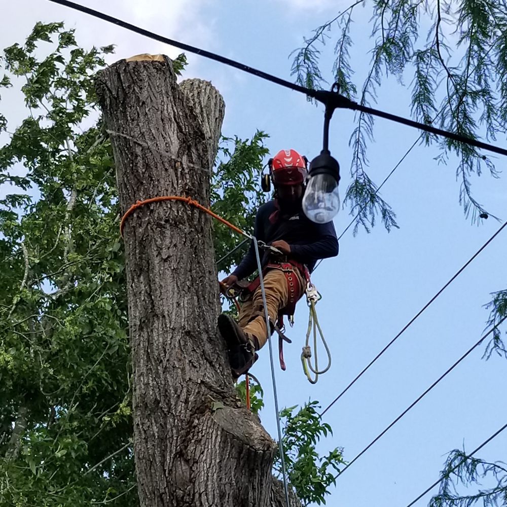 Photo of On Point Tree Service
