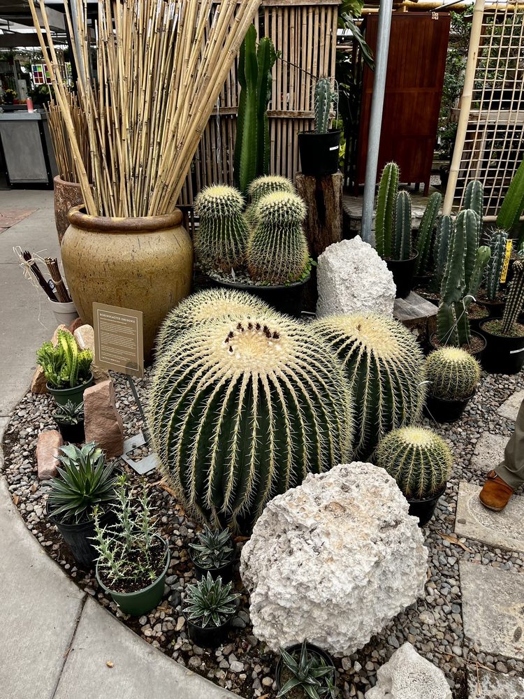 Photo of Cactus & Tropicals