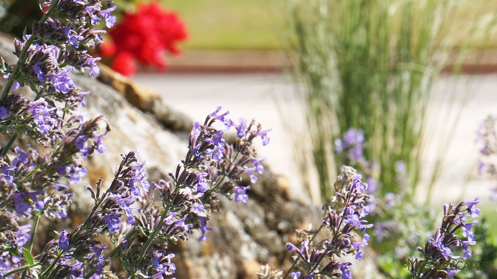 Photo of MasterScapes Lawn Care and Landscaping