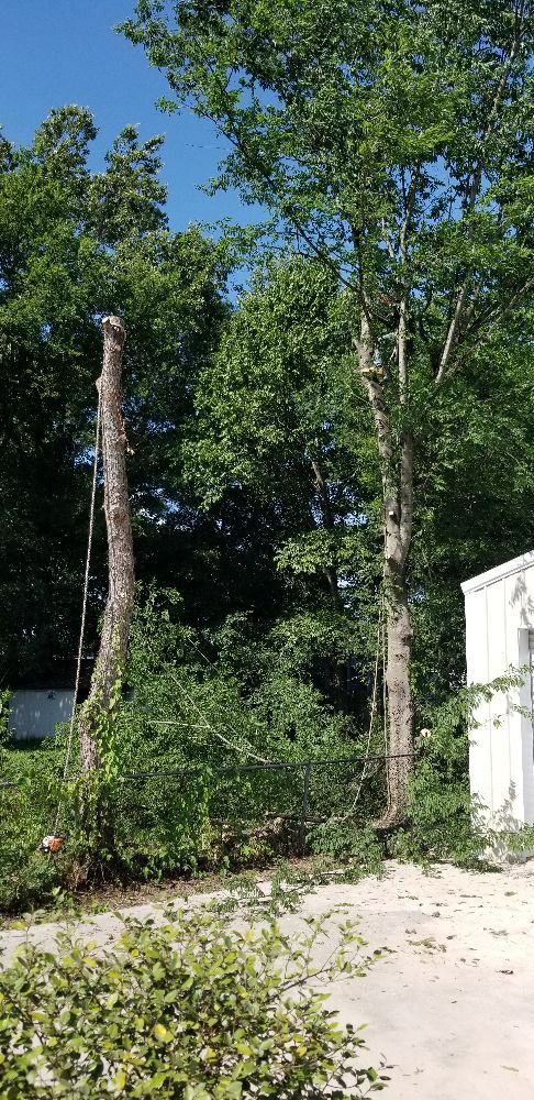 Photo of Arbor Tree Service