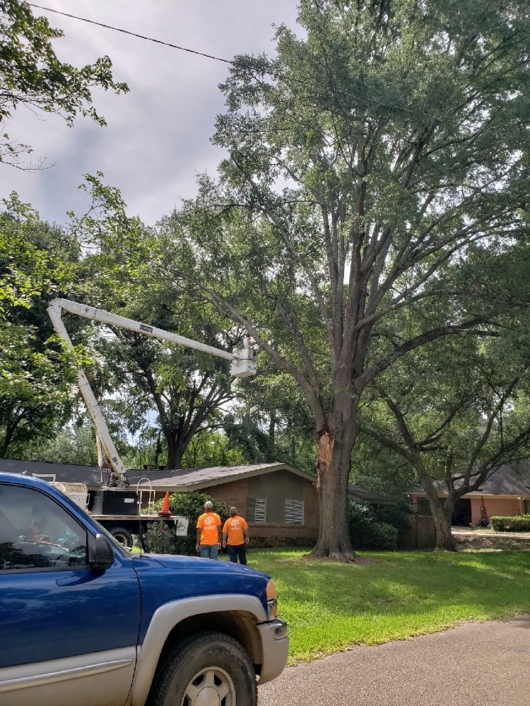 Photo of Arbor Tree Service