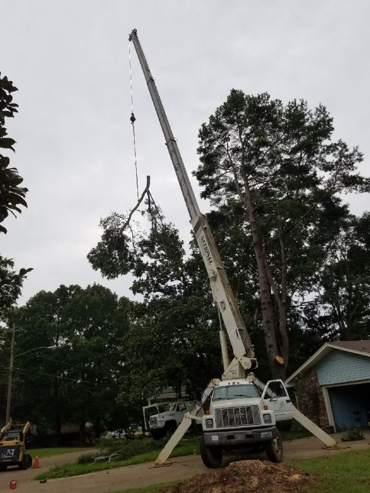 Photo of Arbor Tree Service