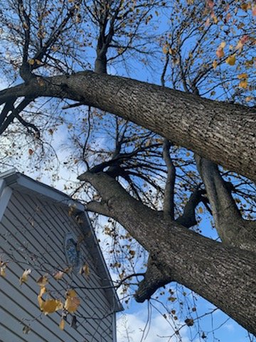 Photo of Julio Tree Service and Landscape